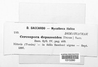 Pseudocercospora depazeoides image